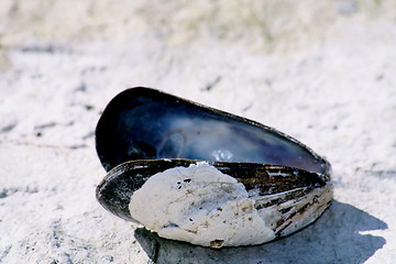 Image showing Blue mussel