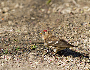Image showing Common Redpoll