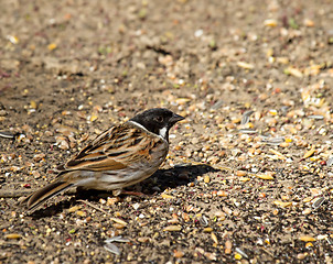 Image showing Reed Bunting