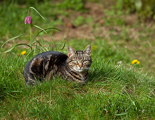 Image showing Tabby Cat in Grass