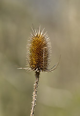 Image showing Common Teasel Seed Head