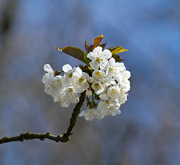 Image showing White Blossom