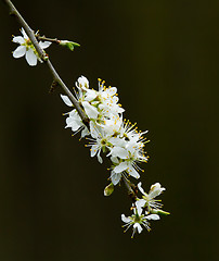 Image showing White Spring Blossom