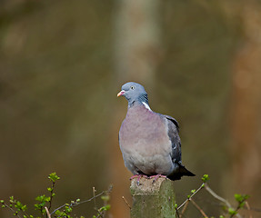 Image showing Wood Pigeon