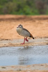 Image showing egyptian goose