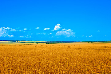 Image showing Golden wheat field