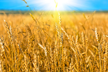 Image showing wheat field