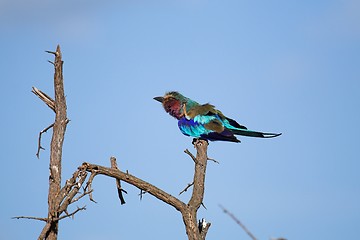 Image showing lilac breaster roller