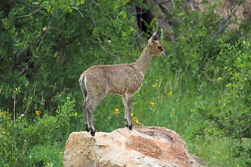 Image showing klipspringer on rock