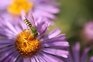 Image showing An insect and the purple flower 3