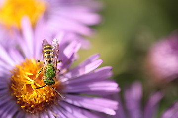 Image showing An insect and the purple flower 2