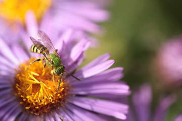 Image showing An insect and the purple flower 1 