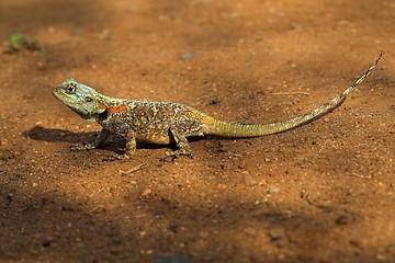 Image showing blue headed lizard