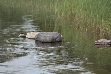 Image showing Rocks and green grass