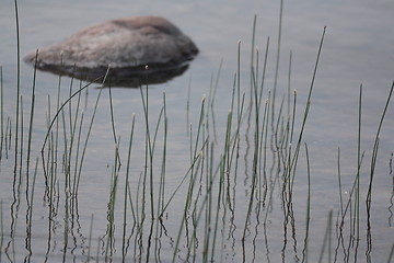 Image showing Rock and not so tall grass