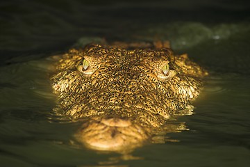 Image showing crocodile