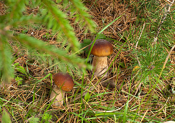 Image showing Two ceps.
