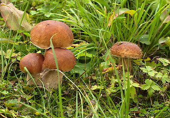 Image showing Mushroom.