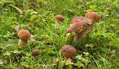 Image showing Mushroom.