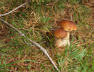 Image showing Three ceps.