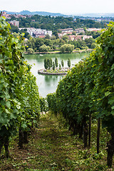 Image showing Vineyards in Stuttgart