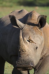 Image showing rhino profile