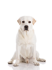 Image showing Labrador dog sitting on floor