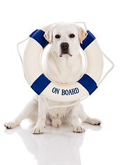 Image showing Labrador dog with a sailor buoy