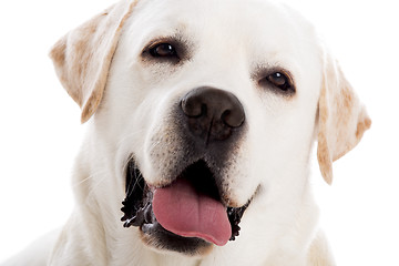 Image showing Beautiful Labrador