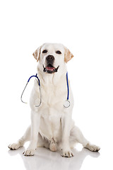 Image showing Vet dog