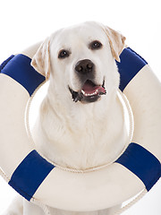 Image showing Labrador dog with a sailor buoy