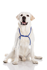 Image showing Vet dog