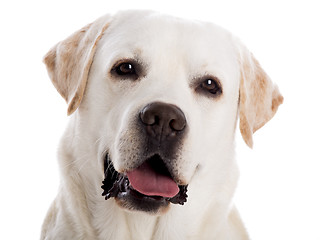 Image showing Beautiful Labrador