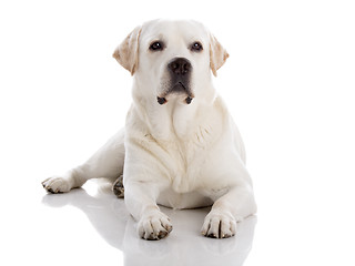 Image showing Labrador dog lying on floor