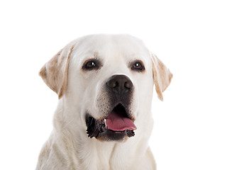 Image showing Beautiful Labrador