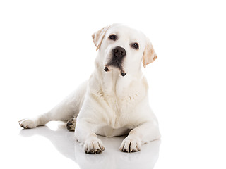 Image showing Labrador dog lying on floor