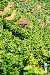 Image showing Huts in a vineyard