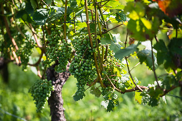 Image showing Grapes in a wine yard