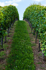 Image showing Horizon over endless vines in a row