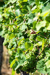 Image showing Grapes in a wine yard