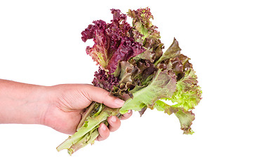 Image showing Hand hold bunch of Red leaf Lettuce