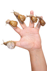 Image showing Garden Snails on the human hand