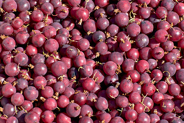 Image showing Red gooseberries.