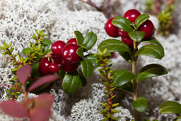 Image showing Ripe red cranberries in a forest glade