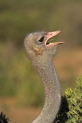 Image showing hungry ostrich