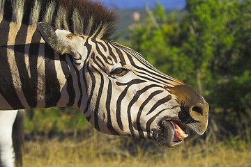 Image showing yawning zebra