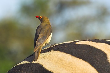 Image showing red billed ox pecker