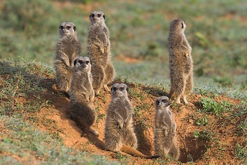 Image showing meerkat family