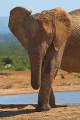 Image showing lone elephant