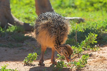 Image showing baby ostrich